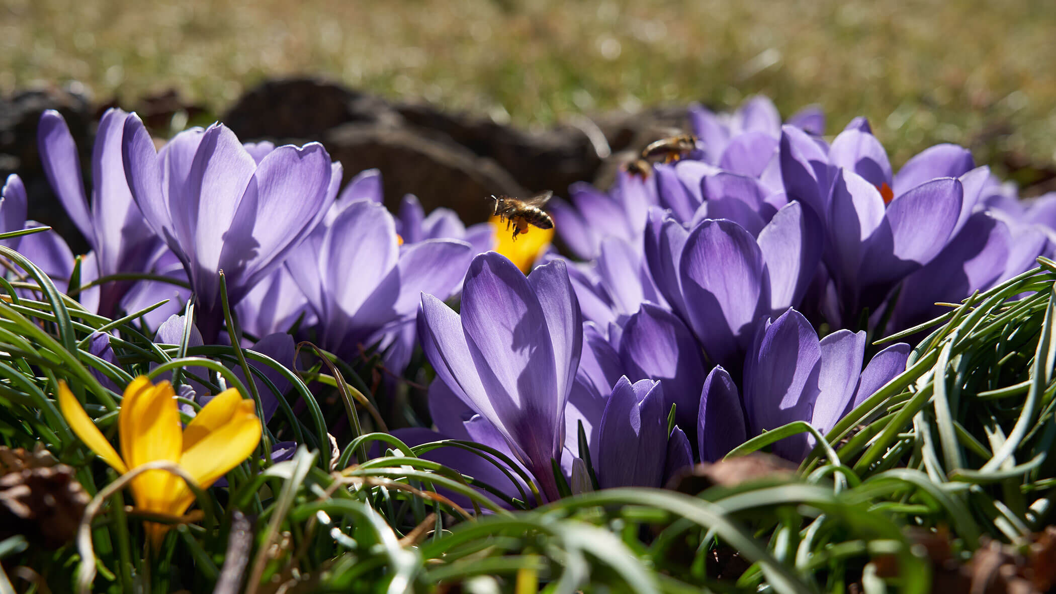 Bees hover over blooming purple and yellow crocuses in sunlight, surrounded by green grass. - Pension Pfarrwirt